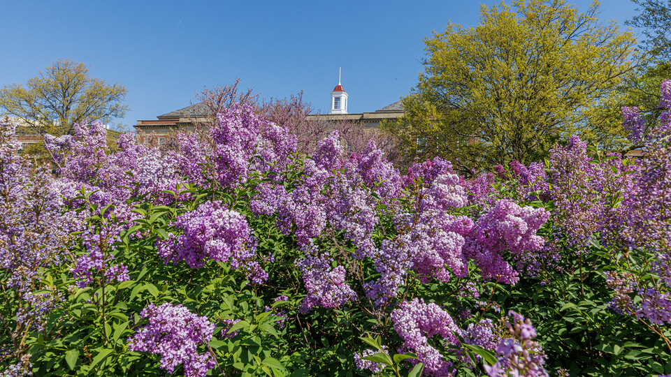 Fifteen School of Computing students will be recognized as Chancellor’s Scholars during the undergraduate commencement ceremony May 20.