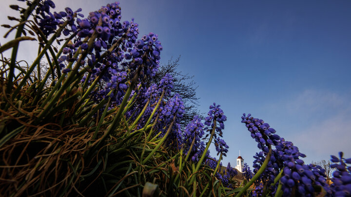 The Love Library cupola is framed by nearby grape hyacinths.